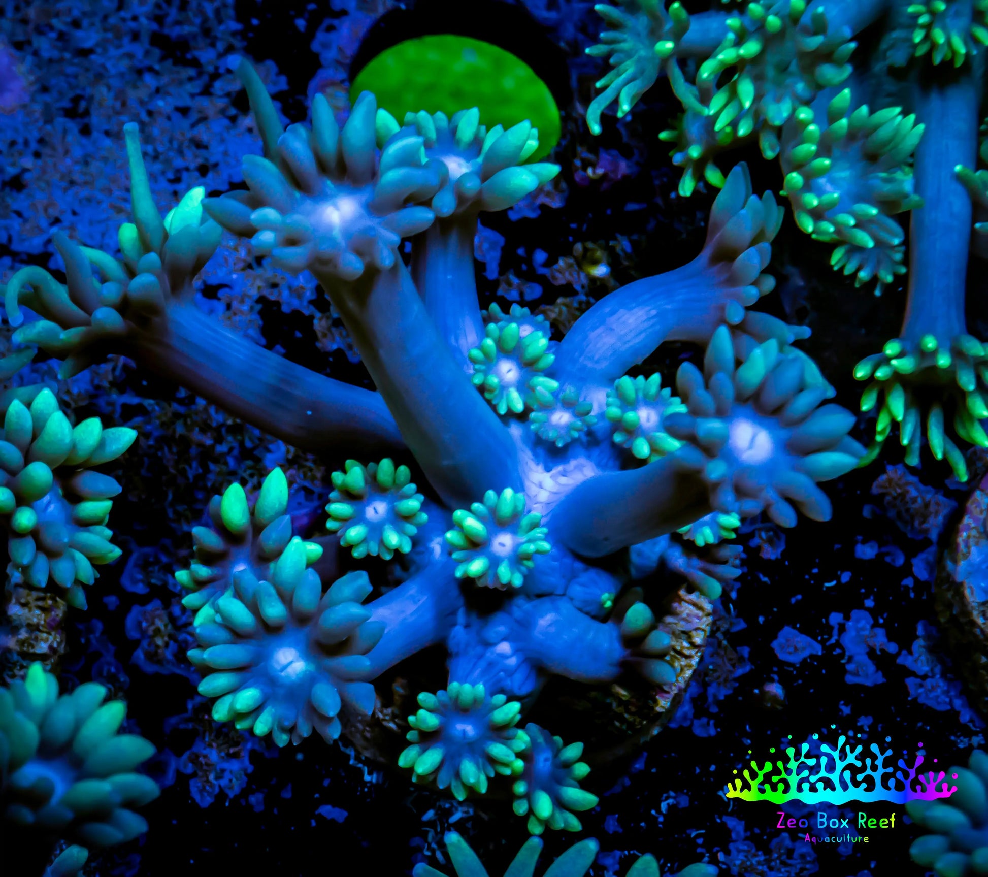 Ultra Goniopora Coral - Frag - WYSIWYG B6R5B2 Ultra Goniopora Coral - Frag - WYSIWYG B6R5B2 Animals & Pet Supplies Ultra Goniopora Coral - Frag - WYSIWYG B6R5B2 Zeo Box Reef