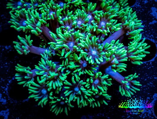 Ultra Goniopora Coral - Frag - WYSIWYG B8R2B2 Ultra Goniopora Coral - Frag - WYSIWYG B8R2B2 Animals & Pet Supplies Ultra Goniopora Coral - Frag - WYSIWYG B8R2B2 Zeo Box Reef