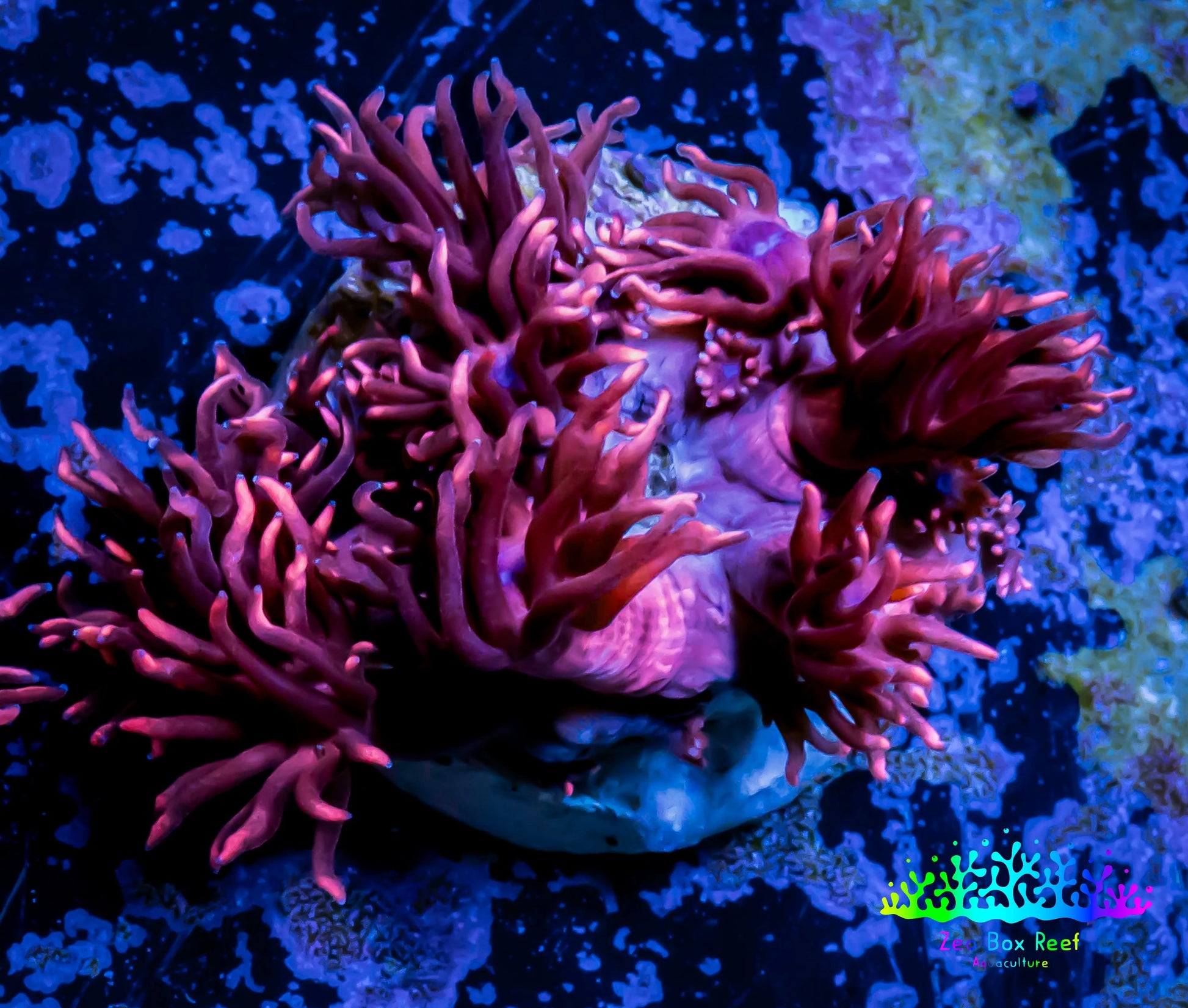 Ultra Goniopora Coral - Frag - WYSIWYG C10R4B2 Ultra Goniopora Coral - Frag - WYSIWYG C10R4B2 Animals & Pet Supplies Ultra Goniopora Coral - Frag - WYSIWYG C10R4B2 Zeo Box Reef