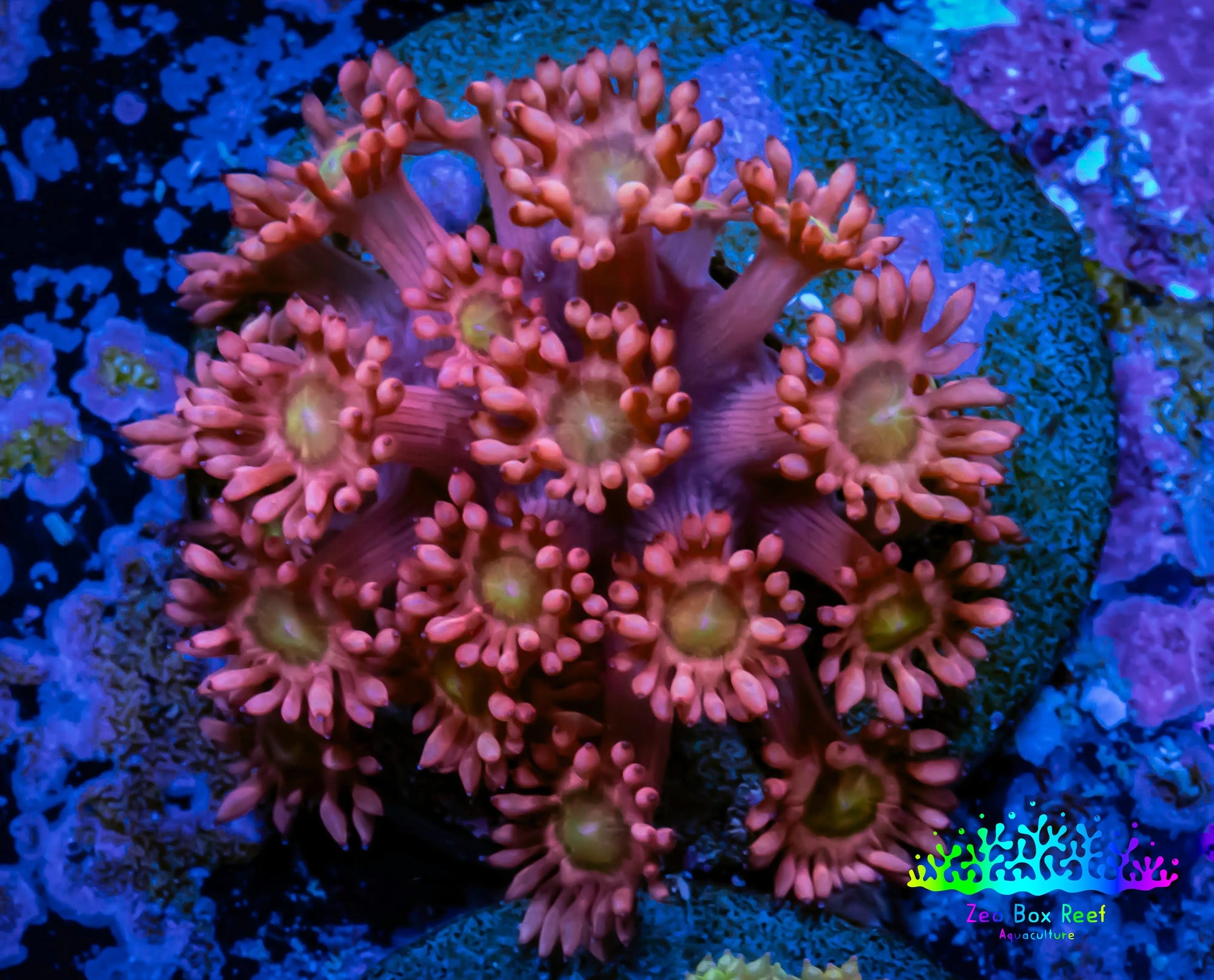 Ultra Goniopora Coral - Frag - WYSIWYG C11R3B1 Ultra Goniopora Coral - Frag - WYSIWYG C11R3B1 Animals & Pet Supplies Ultra Goniopora Coral - Frag - WYSIWYG C11R3B1 Zeo Box Reef