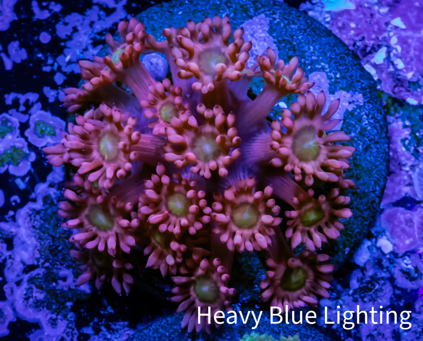 Ultra Goniopora Coral - Frag - WYSIWYG C11R3B1 Ultra Goniopora Coral - Frag - WYSIWYG C11R3B1 Animals & Pet Supplies Ultra Goniopora Coral - Frag - WYSIWYG C11R3B1 Zeo Box Reef