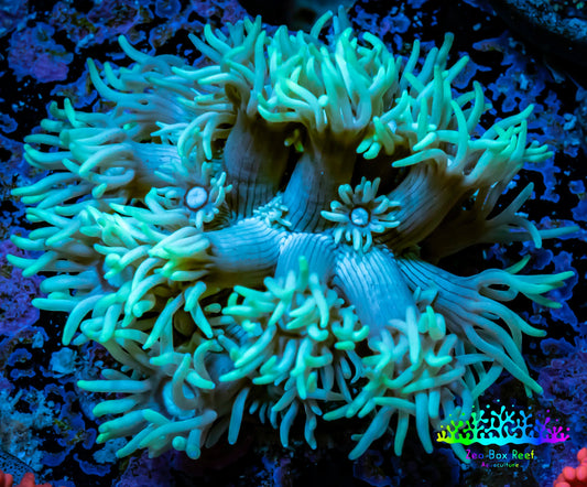 Ultra Goniopora Coral - Frag - WYSIWYG C1R2B1 Ultra Goniopora Coral - Frag - WYSIWYG C1R2B1 Animals & Pet Supplies Ultra Goniopora Coral - Frag - WYSIWYG C1R2B1 Zeo Box Reef