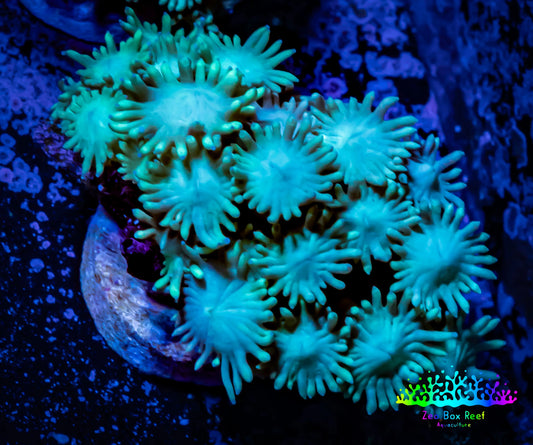 Ultra Goniopora Coral - Frag - WYSIWYG C1R2B2 Ultra Goniopora Coral - Frag - WYSIWYG C1R2B2 Animals & Pet Supplies Ultra Goniopora Coral - Frag - WYSIWYG C1R2B2 Zeo Box Reef