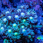 Ultra Goniopora Coral - Frag - WYSIWYG C1R3B1 Ultra Goniopora Coral - Frag - WYSIWYG C1R3B1 Animals & Pet Supplies Ultra Goniopora Coral - Frag - WYSIWYG C1R3B1 Zeo Box Reef
