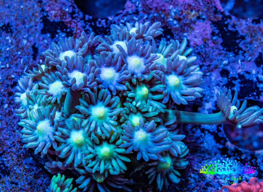 Ultra Goniopora Coral - Frag - WYSIWYG C1R3B1 Ultra Goniopora Coral - Frag - WYSIWYG C1R3B1 Animals & Pet Supplies Ultra Goniopora Coral - Frag - WYSIWYG C1R3B1 Zeo Box Reef