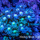 Ultra Goniopora Coral - Frag - WYSIWYG C1R3B1 Ultra Goniopora Coral - Frag - WYSIWYG C1R3B1 Animals & Pet Supplies Ultra Goniopora Coral - Frag - WYSIWYG C1R3B1 Zeo Box Reef