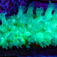 Ultra Goniopora Coral Frag -  WYSIWYG C1R4B1 Ultra Goniopora Coral Frag -  WYSIWYG C1R4B1 Animals & Pet Supplies Ultra Goniopora Coral Frag -  WYSIWYG C1R4B1 Zeo Box Reef