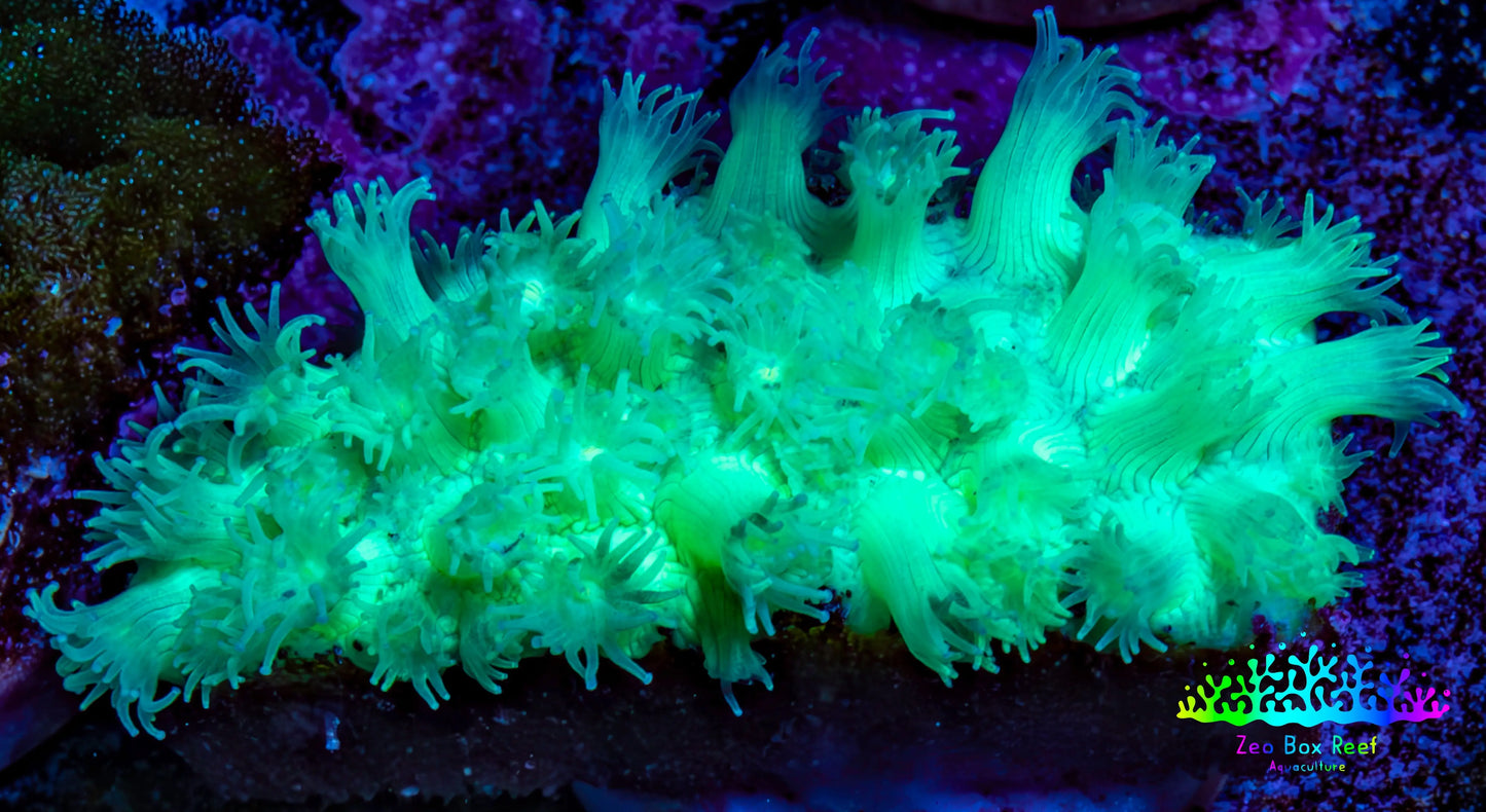 Ultra Goniopora Coral Frag -  WYSIWYG C1R4B1 Ultra Goniopora Coral Frag -  WYSIWYG C1R4B1 Animals & Pet Supplies Ultra Goniopora Coral Frag -  WYSIWYG C1R4B1 Zeo Box Reef