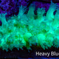 Ultra Goniopora Coral Frag -  WYSIWYG C1R4B1 Ultra Goniopora Coral Frag -  WYSIWYG C1R4B1 Animals & Pet Supplies Ultra Goniopora Coral Frag -  WYSIWYG C1R4B1 Zeo Box Reef