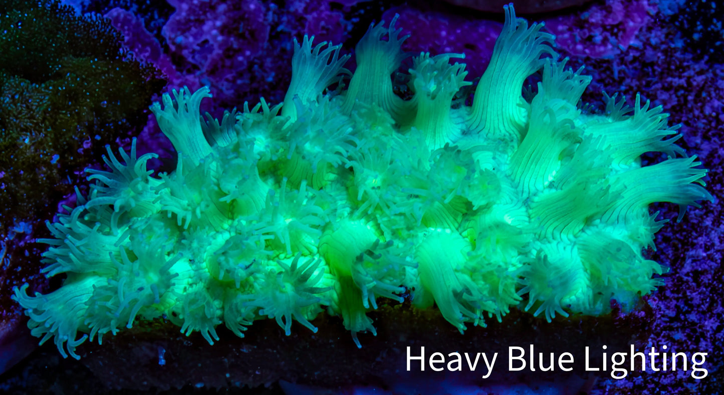Ultra Goniopora Coral Frag -  WYSIWYG C1R4B1 Ultra Goniopora Coral Frag -  WYSIWYG C1R4B1 Animals & Pet Supplies Ultra Goniopora Coral Frag -  WYSIWYG C1R4B1 Zeo Box Reef
