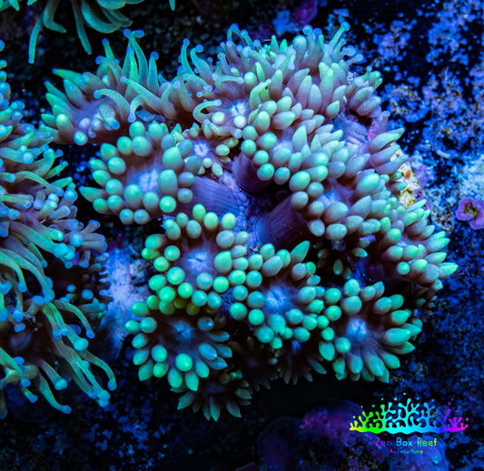 Ultra Goniopora Coral Frag -  WYSIWYG C1R4B1 Ultra Goniopora Coral Frag -  WYSIWYG C1R4B1 Animals & Pet Supplies Ultra Goniopora Coral Frag -  WYSIWYG C1R4B1 Zeo Box Reef