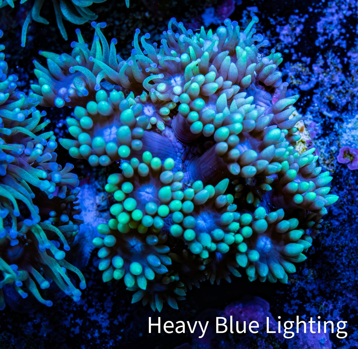 Ultra Goniopora Coral Frag -  WYSIWYG C1R4B1 Ultra Goniopora Coral Frag -  WYSIWYG C1R4B1 Animals & Pet Supplies Ultra Goniopora Coral Frag -  WYSIWYG C1R4B1 Zeo Box Reef