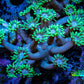 Ultra Goniopora Coral - Frag - WYSIWYG C1R4B2 Ultra Goniopora Coral - Frag - WYSIWYG C1R4B2 Animals & Pet Supplies Ultra Goniopora Coral - Frag - WYSIWYG C1R4B2 Zeo Box Reef