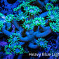 Ultra Goniopora Coral - Frag - WYSIWYG C1R4B2 Ultra Goniopora Coral - Frag - WYSIWYG C1R4B2 Animals & Pet Supplies Ultra Goniopora Coral - Frag - WYSIWYG C1R4B2 Zeo Box Reef