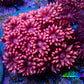 Ultra Goniopora Coral - Frag - WYSIWYG C2R2B1 Ultra Goniopora Coral - Frag - WYSIWYG C2R2B1 Animals & Pet Supplies Ultra Goniopora Coral - Frag - WYSIWYG C2R2B1 Zeo Box Reef