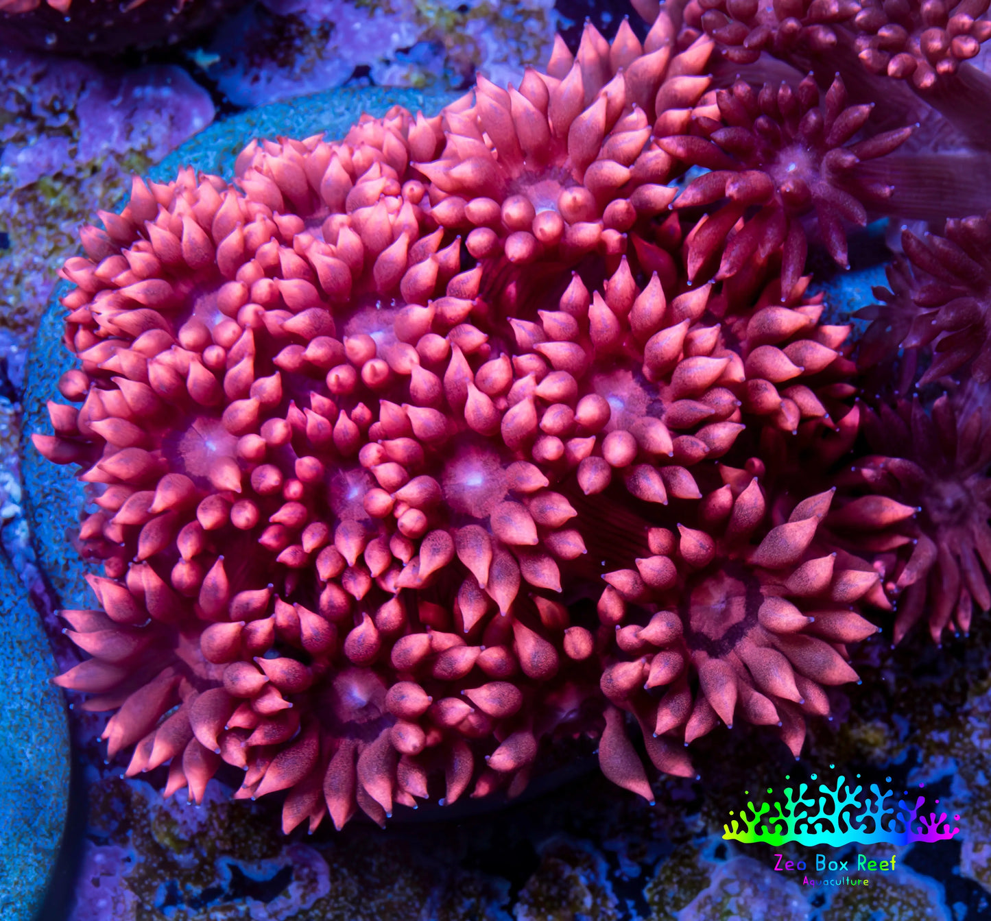 Ultra Goniopora Coral - Frag - WYSIWYG C2R2B1 Ultra Goniopora Coral - Frag - WYSIWYG C2R2B1 Animals & Pet Supplies Ultra Goniopora Coral - Frag - WYSIWYG C2R2B1 Zeo Box Reef