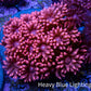 Ultra Goniopora Coral - Frag - WYSIWYG C2R2B1 Ultra Goniopora Coral - Frag - WYSIWYG C2R2B1 Animals & Pet Supplies Ultra Goniopora Coral - Frag - WYSIWYG C2R2B1 Zeo Box Reef
