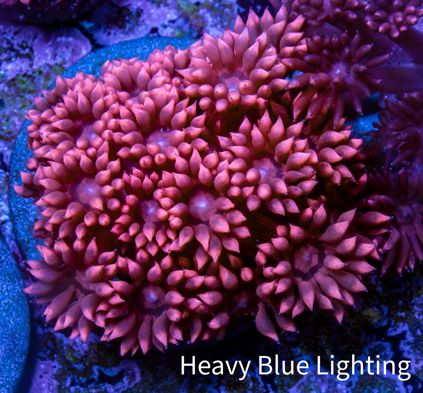 Ultra Goniopora Coral - Frag - WYSIWYG C2R2B1 Ultra Goniopora Coral - Frag - WYSIWYG C2R2B1 Animals & Pet Supplies Ultra Goniopora Coral - Frag - WYSIWYG C2R2B1 Zeo Box Reef