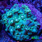 Ultra Goniopora Coral - Frag - WYSIWYG C2R3B1 Ultra Goniopora Coral - Frag - WYSIWYG C2R3B1 Animals & Pet Supplies Ultra Goniopora Coral - Frag - WYSIWYG C2R3B1 Zeo Box Reef