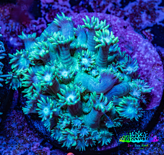 Ultra Goniopora Coral - Frag - WYSIWYG C2R3B1 Ultra Goniopora Coral - Frag - WYSIWYG C2R3B1 Animals & Pet Supplies Ultra Goniopora Coral - Frag - WYSIWYG C2R3B1 Zeo Box Reef