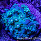 Ultra Goniopora Coral - Frag - WYSIWYG C2R3B1 Ultra Goniopora Coral - Frag - WYSIWYG C2R3B1 Animals & Pet Supplies Ultra Goniopora Coral - Frag - WYSIWYG C2R3B1 Zeo Box Reef