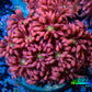Ultra Goniopora Coral - Frag - WYSIWYG C2R4B2 Ultra Goniopora Coral - Frag - WYSIWYG C2R4B2 Animals & Pet Supplies Ultra Goniopora Coral - Frag - WYSIWYG C2R4B2 Zeo Box Reef