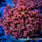 Ultra Goniopora Coral - Frag - WYSIWYG C2R4B2 Ultra Goniopora Coral - Frag - WYSIWYG C2R4B2 Animals & Pet Supplies Ultra Goniopora Coral - Frag - WYSIWYG C2R4B2 Zeo Box Reef