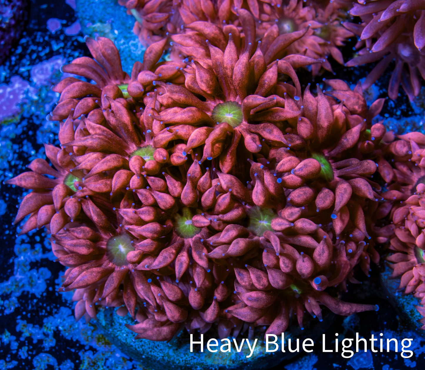 Ultra Goniopora Coral - Frag - WYSIWYG C2R4B2 Ultra Goniopora Coral - Frag - WYSIWYG C2R4B2 Animals & Pet Supplies Ultra Goniopora Coral - Frag - WYSIWYG C2R4B2 Zeo Box Reef