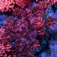 Ultra Goniopora Coral - Frag - WYSIWYG C3R2B1 Ultra Goniopora Coral - Frag - WYSIWYG C3R2B1 Animals & Pet Supplies Ultra Goniopora Coral - Frag - WYSIWYG C3R2B1 Zeo Box Reef