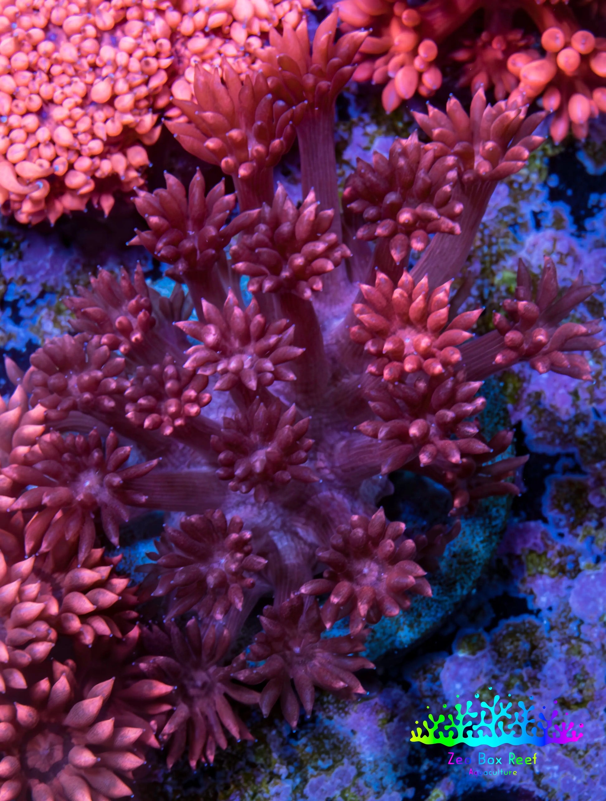 Ultra Goniopora Coral - Frag - WYSIWYG C3R2B1 Ultra Goniopora Coral - Frag - WYSIWYG C3R2B1 Animals & Pet Supplies Ultra Goniopora Coral - Frag - WYSIWYG C3R2B1 Zeo Box Reef