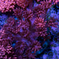 Ultra Goniopora Coral - Frag - WYSIWYG C3R2B1 Ultra Goniopora Coral - Frag - WYSIWYG C3R2B1 Animals & Pet Supplies Ultra Goniopora Coral - Frag - WYSIWYG C3R2B1 Zeo Box Reef