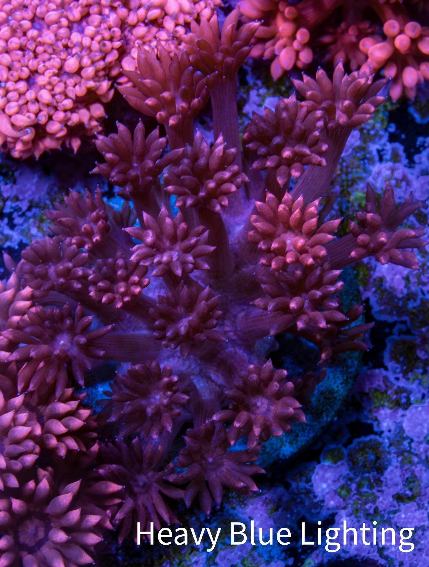 Ultra Goniopora Coral - Frag - WYSIWYG C3R2B1 Ultra Goniopora Coral - Frag - WYSIWYG C3R2B1 Animals & Pet Supplies Ultra Goniopora Coral - Frag - WYSIWYG C3R2B1 Zeo Box Reef