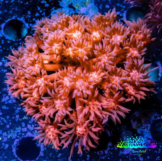 Ultra Goniopora Coral - Frag - WYSIWYG C4R2B1 Ultra Goniopora Coral - Frag - WYSIWYG C4R2B1 Animals & Pet Supplies Ultra Goniopora Coral - Frag - WYSIWYG C4R2B1 Zeo Box Reef