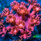 Ultra Goniopora Coral - Frag - WYSIWYG C4R3B1 Ultra Goniopora Coral - Frag - WYSIWYG C4R3B1 Animals & Pet Supplies Ultra Goniopora Coral - Frag - WYSIWYG C4R3B1 Zeo Box Reef