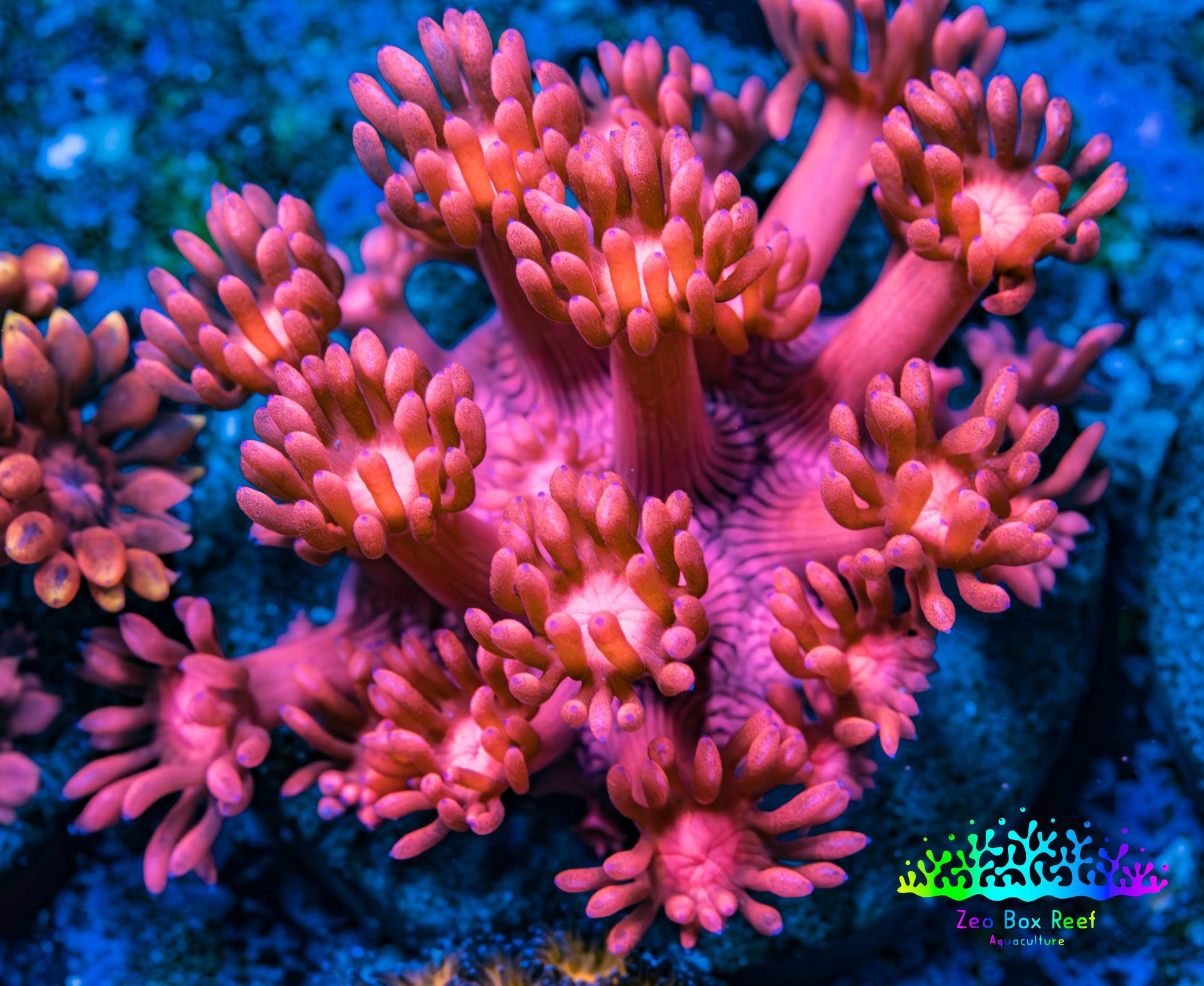 Ultra Goniopora Coral - Frag - WYSIWYG C4R3B1 Ultra Goniopora Coral - Frag - WYSIWYG C4R3B1 Animals & Pet Supplies Ultra Goniopora Coral - Frag - WYSIWYG C4R3B1 Zeo Box Reef