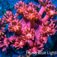 Ultra Goniopora Coral - Frag - WYSIWYG C4R3B1 Ultra Goniopora Coral - Frag - WYSIWYG C4R3B1 Animals & Pet Supplies Ultra Goniopora Coral - Frag - WYSIWYG C4R3B1 Zeo Box Reef