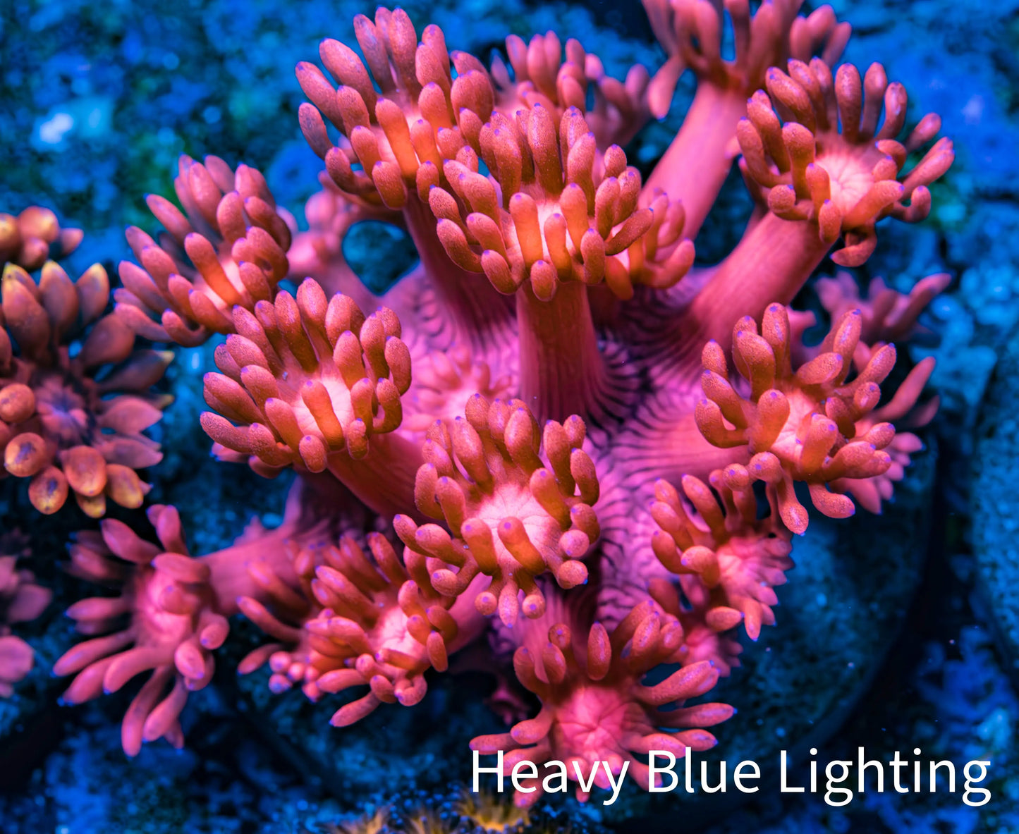 Ultra Goniopora Coral - Frag - WYSIWYG C4R3B1 Ultra Goniopora Coral - Frag - WYSIWYG C4R3B1 Animals & Pet Supplies Ultra Goniopora Coral - Frag - WYSIWYG C4R3B1 Zeo Box Reef