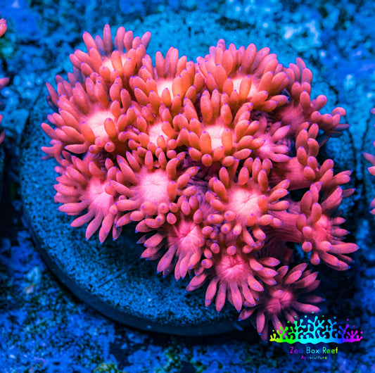 Ultra Goniopora Coral - Frag - WYSIWYG C5R3B1 Ultra Goniopora Coral - Frag - WYSIWYG C5R3B1 Animals & Pet Supplies Ultra Goniopora Coral - Frag - WYSIWYG C5R3B1 Zeo Box Reef