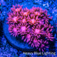 Ultra Goniopora Coral - Frag - WYSIWYG C5R3B1 Ultra Goniopora Coral - Frag - WYSIWYG C5R3B1 Animals & Pet Supplies Ultra Goniopora Coral - Frag - WYSIWYG C5R3B1 Zeo Box Reef