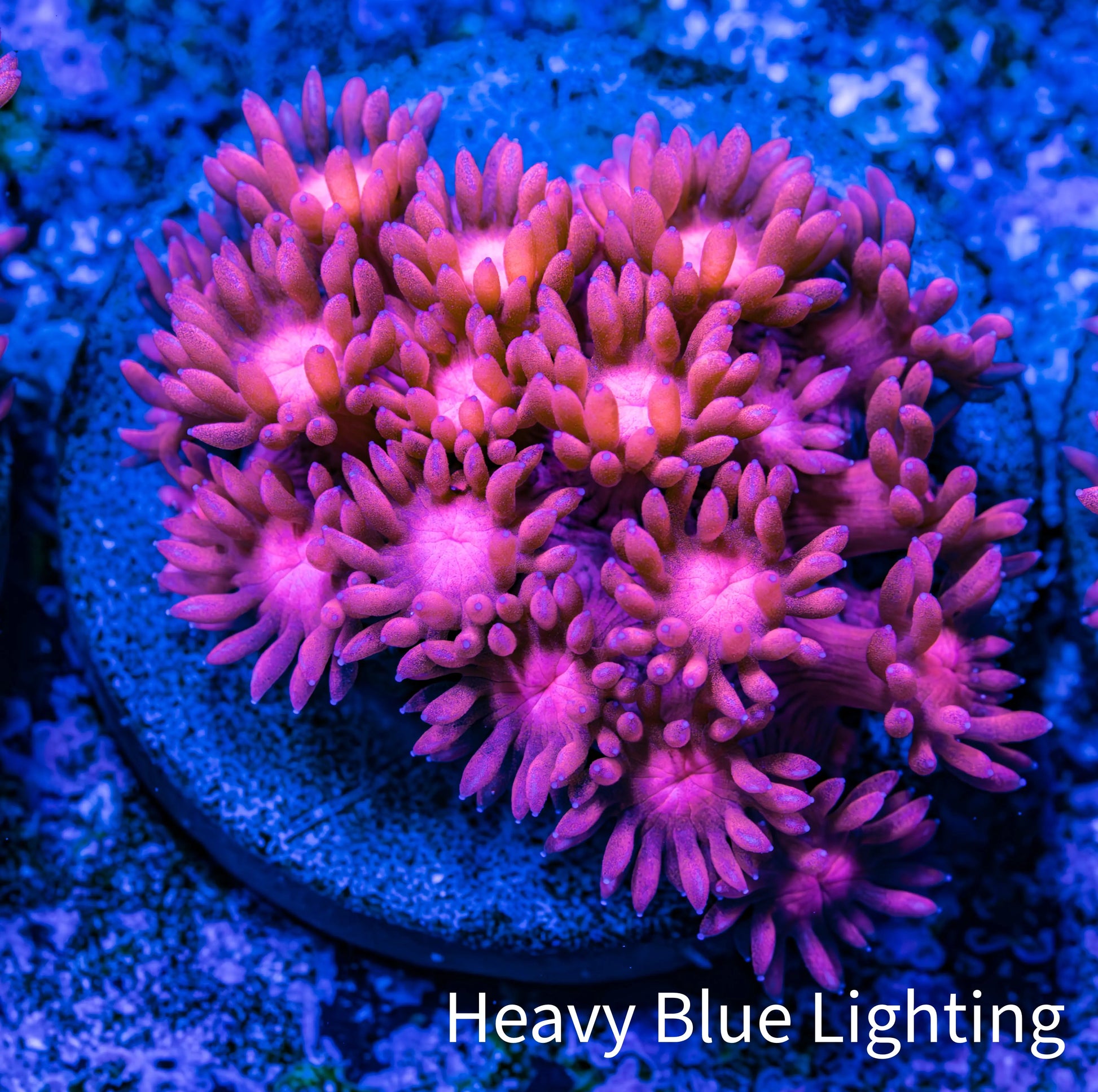 Ultra Goniopora Coral - Frag - WYSIWYG C5R3B1 Ultra Goniopora Coral - Frag - WYSIWYG C5R3B1 Animals & Pet Supplies Ultra Goniopora Coral - Frag - WYSIWYG C5R3B1 Zeo Box Reef