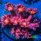 Ultra Goniopora Coral - Frag - WYSIWYG C6R3B1 Ultra Goniopora Coral - Frag - WYSIWYG C6R3B1 Animals & Pet Supplies Ultra Goniopora Coral - Frag - WYSIWYG C6R3B1 Zeo Box Reef