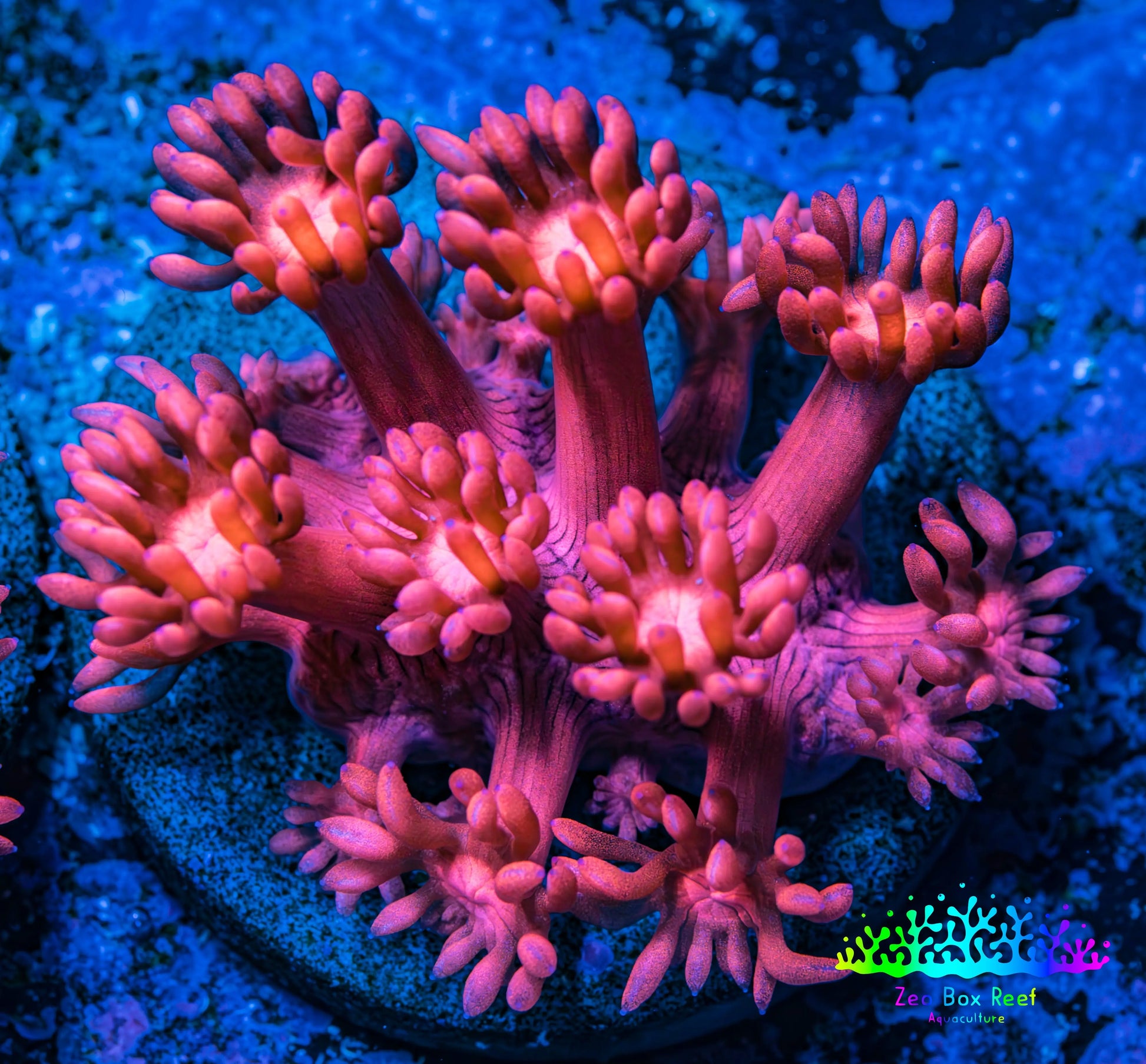 Ultra Goniopora Coral - Frag - WYSIWYG C6R3B1 Ultra Goniopora Coral - Frag - WYSIWYG C6R3B1 Animals & Pet Supplies Ultra Goniopora Coral - Frag - WYSIWYG C6R3B1 Zeo Box Reef