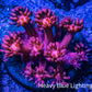 Ultra Goniopora Coral - Frag - WYSIWYG C6R3B1 Ultra Goniopora Coral - Frag - WYSIWYG C6R3B1 Animals & Pet Supplies Ultra Goniopora Coral - Frag - WYSIWYG C6R3B1 Zeo Box Reef