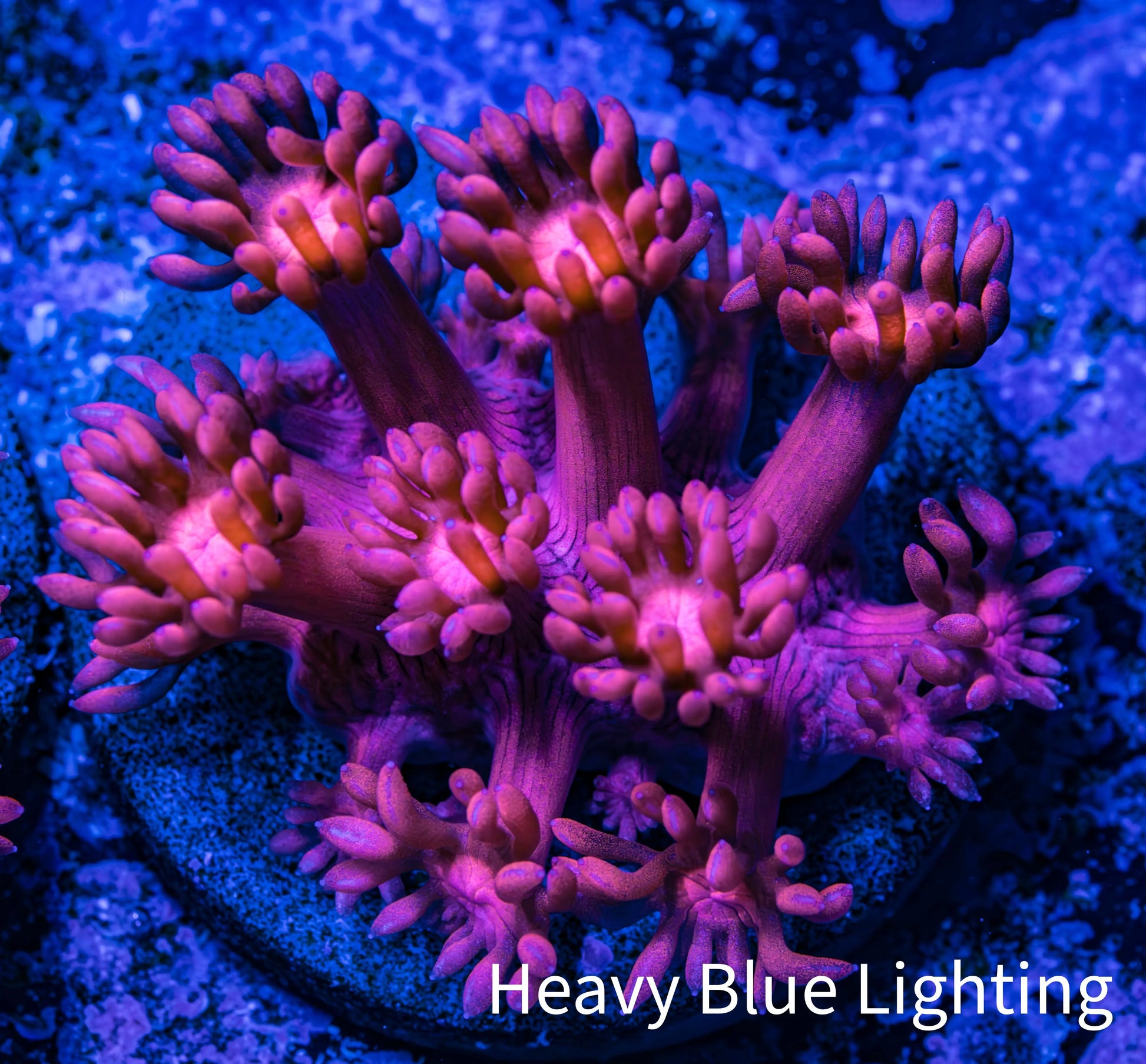 Ultra Goniopora Coral - Frag - WYSIWYG C6R3B1 Ultra Goniopora Coral - Frag - WYSIWYG C6R3B1 Animals & Pet Supplies Ultra Goniopora Coral - Frag - WYSIWYG C6R3B1 Zeo Box Reef