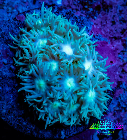 Ultra Goniopora Coral - Frag - WYSIWYG C6R4B2 Ultra Goniopora Coral - Frag - WYSIWYG C6R4B2 Animals & Pet Supplies Ultra Goniopora Coral - Frag - WYSIWYG C6R4B2 Zeo Box Reef