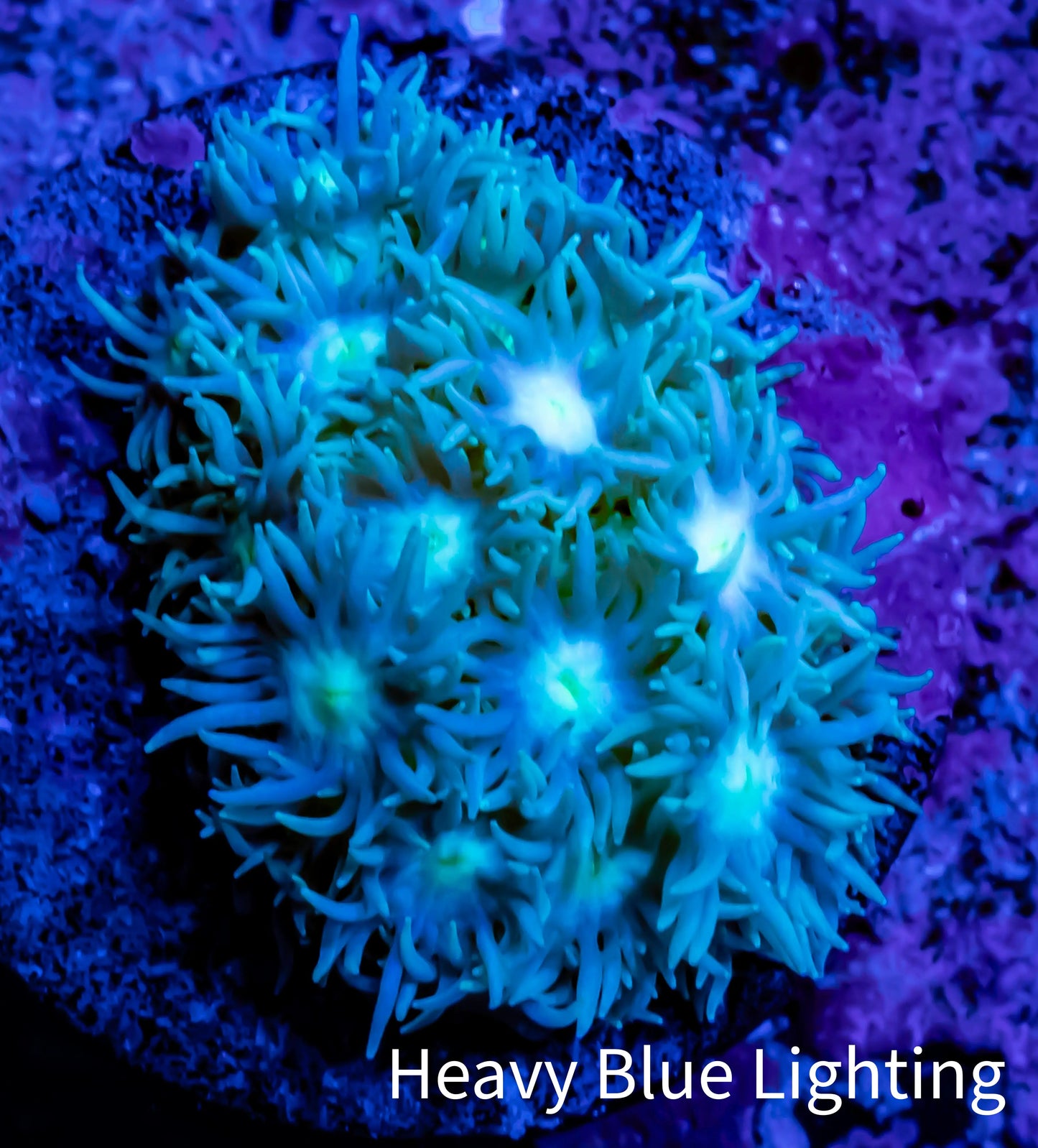 Ultra Goniopora Coral - Frag - WYSIWYG C6R4B2 Ultra Goniopora Coral - Frag - WYSIWYG C6R4B2 Animals & Pet Supplies Ultra Goniopora Coral - Frag - WYSIWYG C6R4B2 Zeo Box Reef
