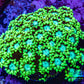 Ultra Goniopora Coral - Frag - WYSIWYG C7R3B1 Ultra Goniopora Coral - Frag - WYSIWYG C7R3B1 Animals & Pet Supplies Ultra Goniopora Coral - Frag - WYSIWYG C7R3B1 Zeo Box Reef