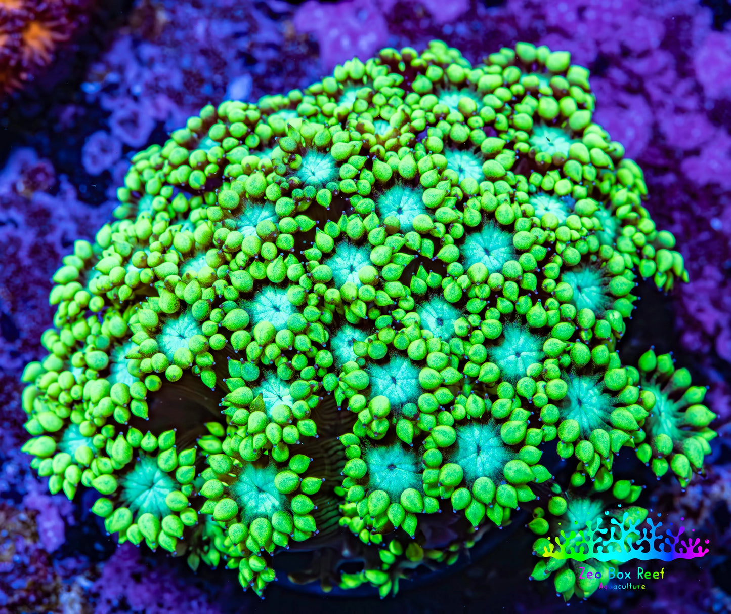 Ultra Goniopora Coral - Frag - WYSIWYG C7R3B1 Ultra Goniopora Coral - Frag - WYSIWYG C7R3B1 Animals & Pet Supplies Ultra Goniopora Coral - Frag - WYSIWYG C7R3B1 Zeo Box Reef