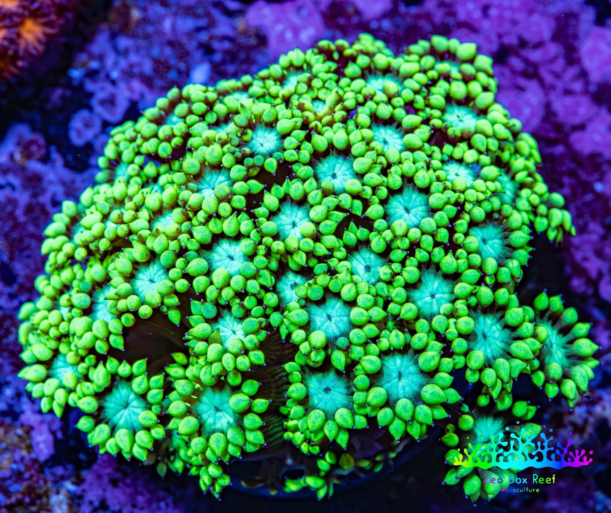 Ultra Goniopora Coral - Frag - WYSIWYG C7R3B1 Ultra Goniopora Coral - Frag - WYSIWYG C7R3B1 Animals & Pet Supplies Ultra Goniopora Coral - Frag - WYSIWYG C7R3B1 Zeo Box Reef