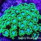 Ultra Goniopora Coral - Frag - WYSIWYG C7R3B1 Ultra Goniopora Coral - Frag - WYSIWYG C7R3B1 Animals & Pet Supplies Ultra Goniopora Coral - Frag - WYSIWYG C7R3B1 Zeo Box Reef
